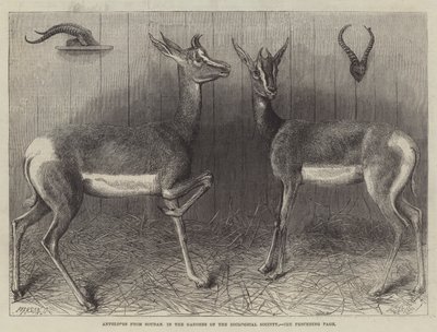 Antiloper från Soudan, i Zoological Societys trädgårdar (gravyr) av English School
