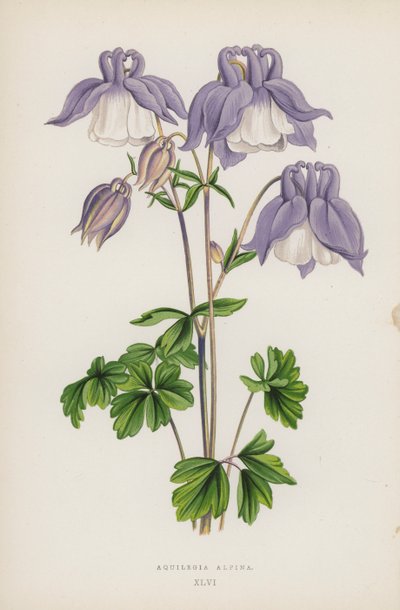 Aquilegia Alpina (färg litho) av English School