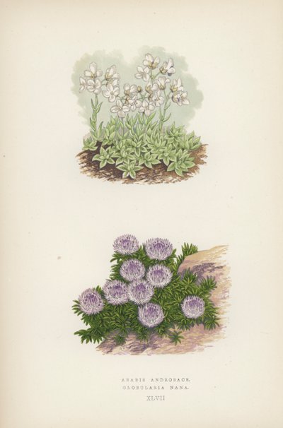 Arabis Androsace; Globularia Nana (färg litho) av English School