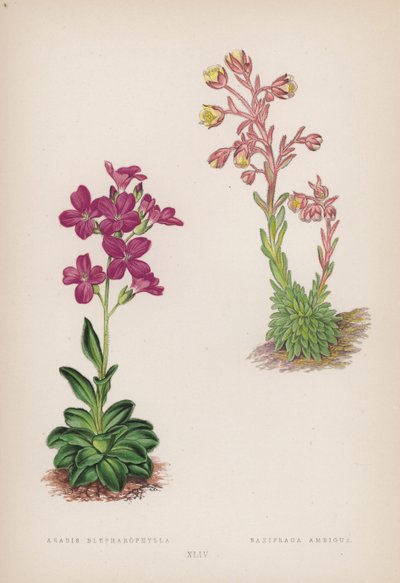 Arabis; Saxifraga Ambigua (färg litho) av English School