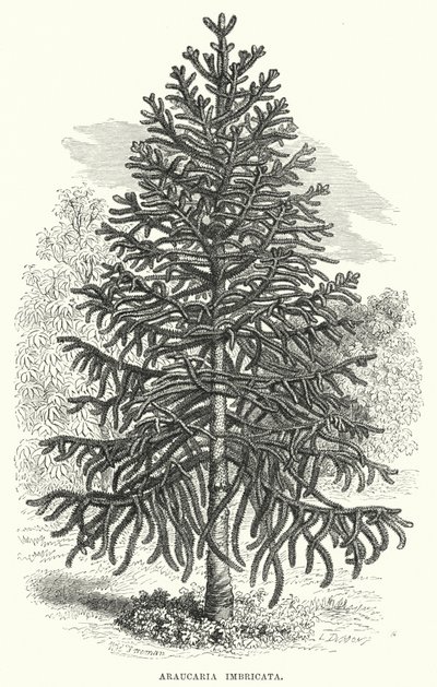 Araucaria Imbricata (gravyr) av English School