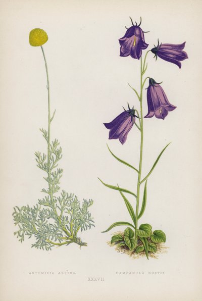 Artemisia Alpina; Campanula Hostii (färglitografi) av English School