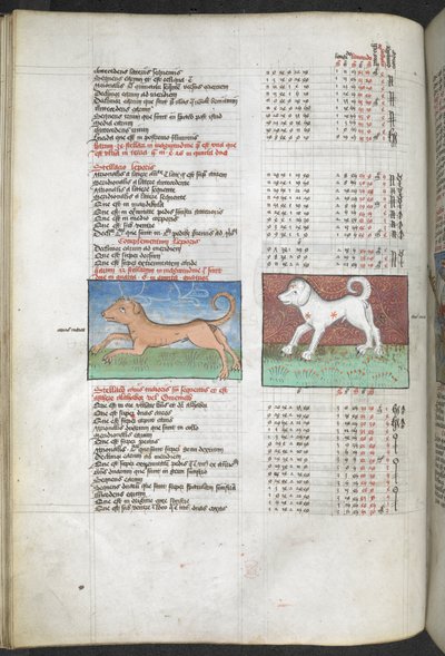 Arundel MS 66 f.44v Canis maior och Canis minor avbildade som hundar 