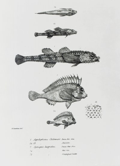 Aspidophorus Chiloensis och Agriopus Hispidus, plåt 7 från 