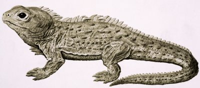 At Home in the Wilds: Land of Living Fossils Seed av English School