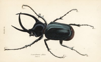 Atlasbagge, Chalcosoma atlas (Scarabaeus atlas) av English School