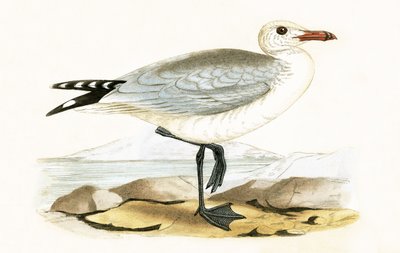 Audouins Gull, illustration från "A History of the Birds of Europe Not Observed in the British Isles" av Charles Robert Bree (1811-86), publicerad 1867 av English School