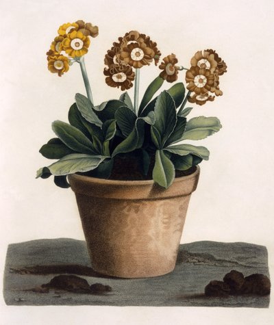 Auricula in a Pot, ca 1840-talet (handfärgad gravyr) av English School