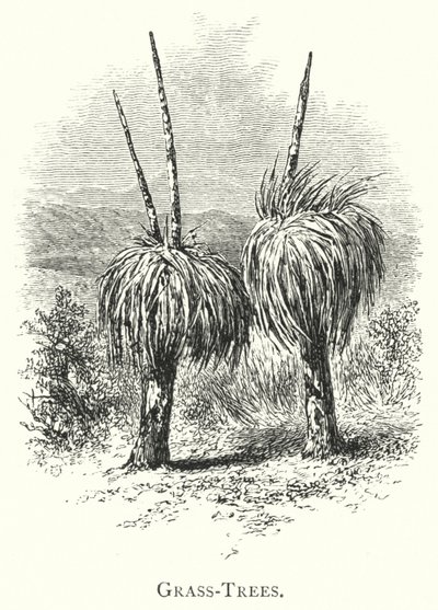 Australien: Grass-Trees (gravyr) av English School