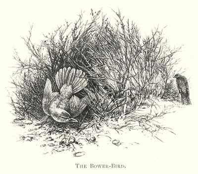 Australien: The Bower-Bird (gravyr) av English School