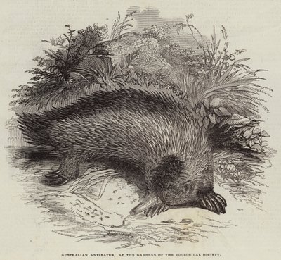 Australisk myrätare, vid Zoological Society Gardens (gravyr) av English School