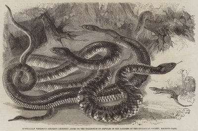 Australian Venemous Serpents lades nyligen till i samlingen av reptiler i Zoological Society Gardens, Regent