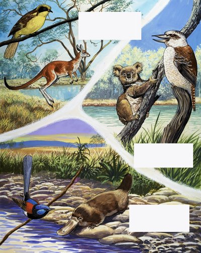 Australiska djur montage av English School