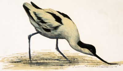 Avocet av English School