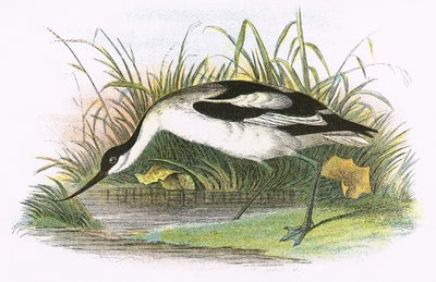 Avocet av English School