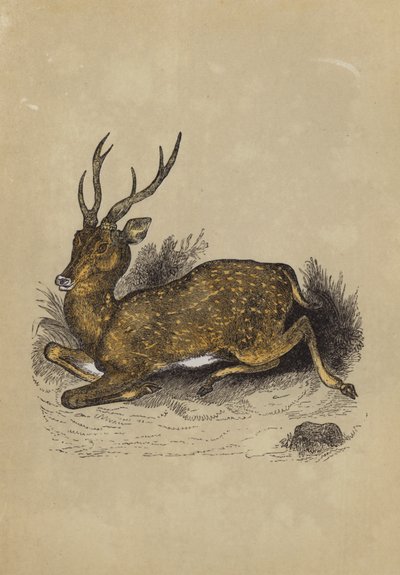 Axis Deer (färg litho) av English School