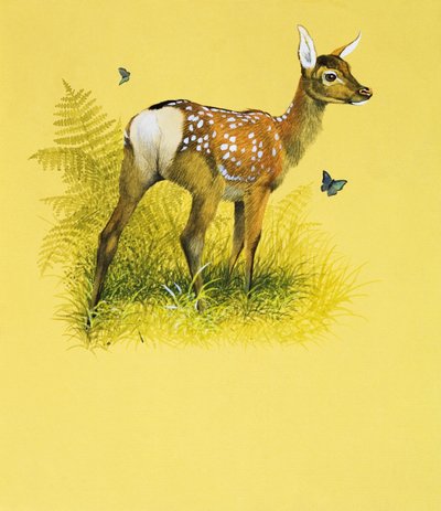 Baby Deer (gouache på papper) av English School
