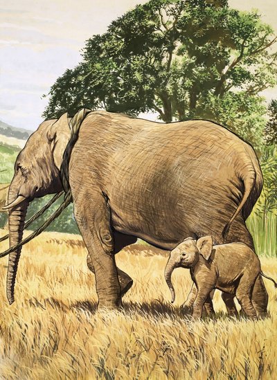 Baby elefant och mamma av English School