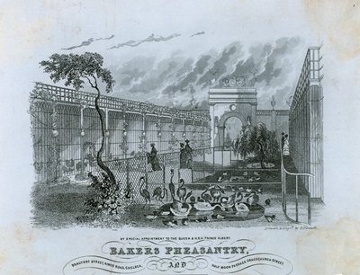 Bakers Pheasantry, Chelsea av English School