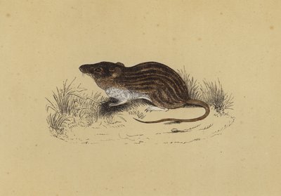 Barbary Mouse (färg litho) av English School