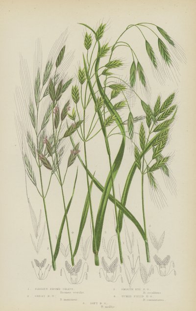 Barr brome, stor brome, slät rågbrome, tumid field brome, mjuk brome (färglitografi) av English School