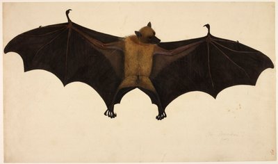 Fladdermus, från Francis Buchanan Collection, c.1804 (akvarell och gouache på papper) av English School