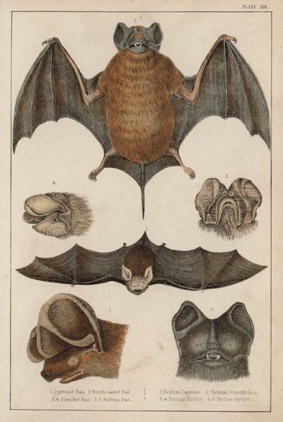Fladdermöss (färgad gravyr) av English School