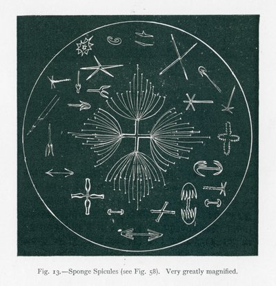 Naturens skönheter: Svampens spiklar (litografi) av English School