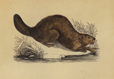 Bäver (färg litho) av English School