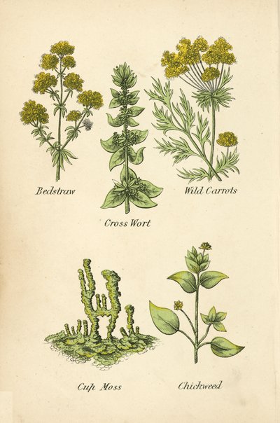 Sänghalm, korsört, vilda morötter, koppmossa, fågelgröt (färg litho) av English School