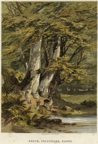 Bokträd, nära Selborne, Hampshire av English School