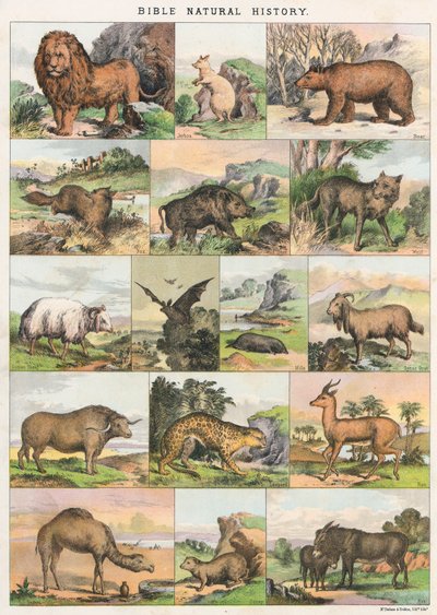 Bibeln Naturhistoria av English School