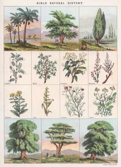 Bibelns naturhistoria av English School