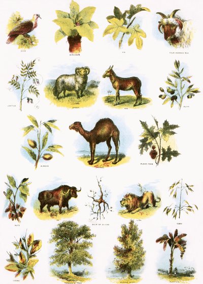 bibliska illustrationer av English School