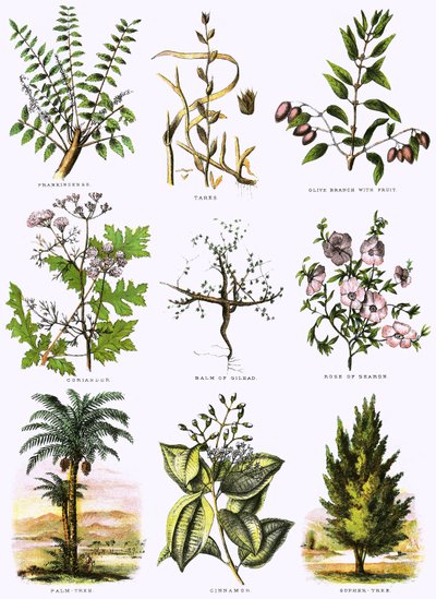 Biblisk naturhistoria av English School