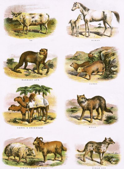 Biblisk naturhistoria av English School