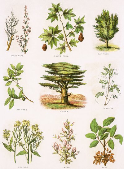 Biblisk naturhistoria av English School