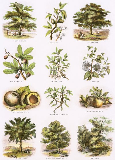 bibelsk naturhistorieswed av English School
