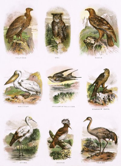 Biblische Naturgeschichte von English School