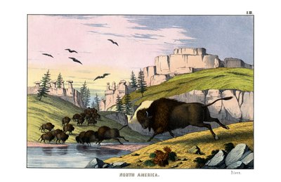 Bison av English School