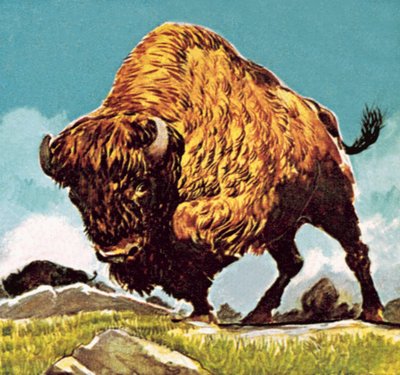 Bison av English School