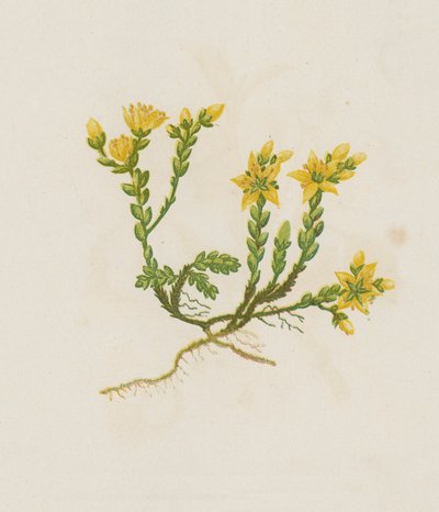 Bitande stensöta, Sedum Acre (färglitografi) av English School