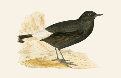 Black Wheatear, kielelezo kutoka 