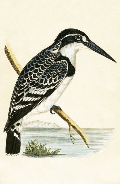 Black and White Kingfisher, illustration från "A History of the Birds of Europe Not Observed in the British Isles" av Charles Robert Bree (1811-86), publicerad 1867 av English School