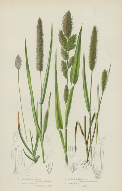 Blått hedgräs, löst panikgräs, grovt borstgräs, grönt borstgräs (färg litho) av English School