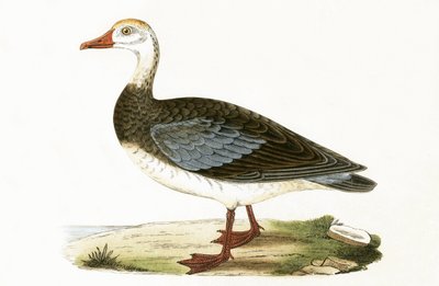Blue Winged Goose, illustration från "A History of the Birds of Europe Not Observed in the British Isles" av Charles Robert Bree (1811-86), publicerad 1867 av English School