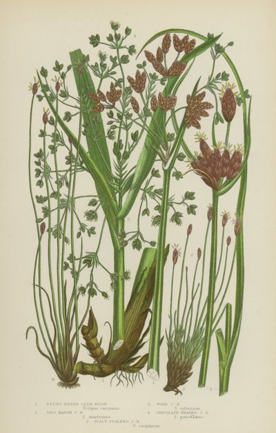 Stumbladig knölsmörblomma, saltstänkt knölsmörblomma, skogsknölsmörblomma, chokladhuvad knölsmörblomma, fjällig stänkt knölsmörblomma (färglitografi) av English School