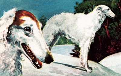 Borzoi av English School