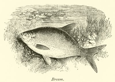 Braxen av English School