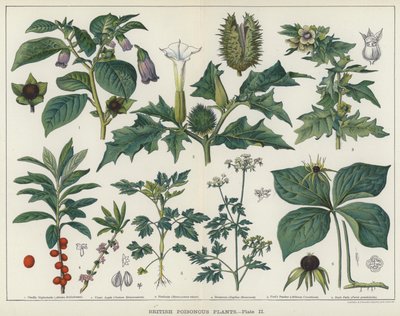 Brittiska giftiga växter (färg litho) av English School
